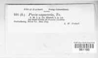 Poria vaporaria image